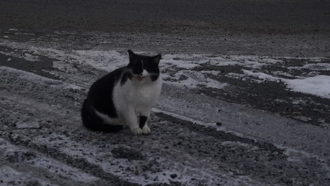 кот на улице Маневича