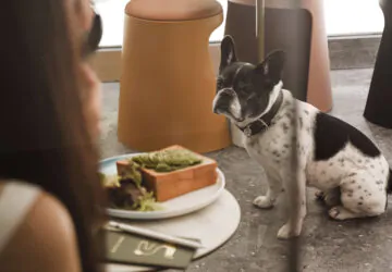 Dog-friendly кафе Минска: выбрали 10 заведений, куда можно прийти с собакой