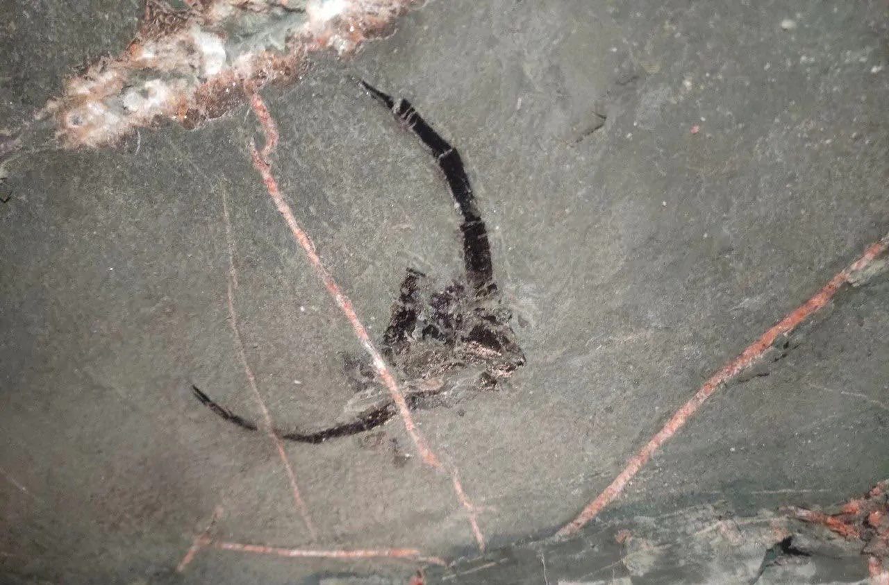 В Беларуси нашли останки древнего ракоскорпиона, которому больше 200 млн лет