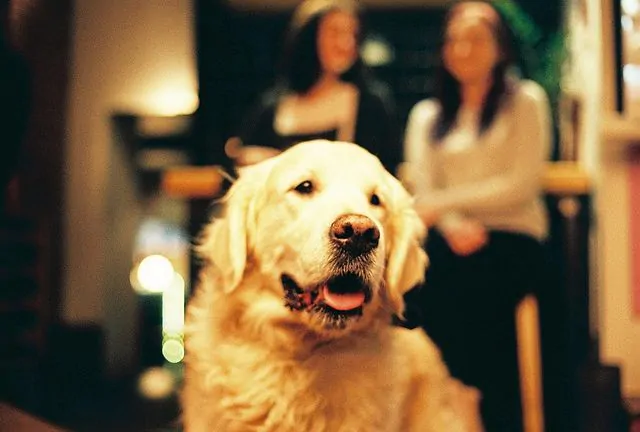 Куда можно пойти с собакой: 10 dog-friendly кафе Минска