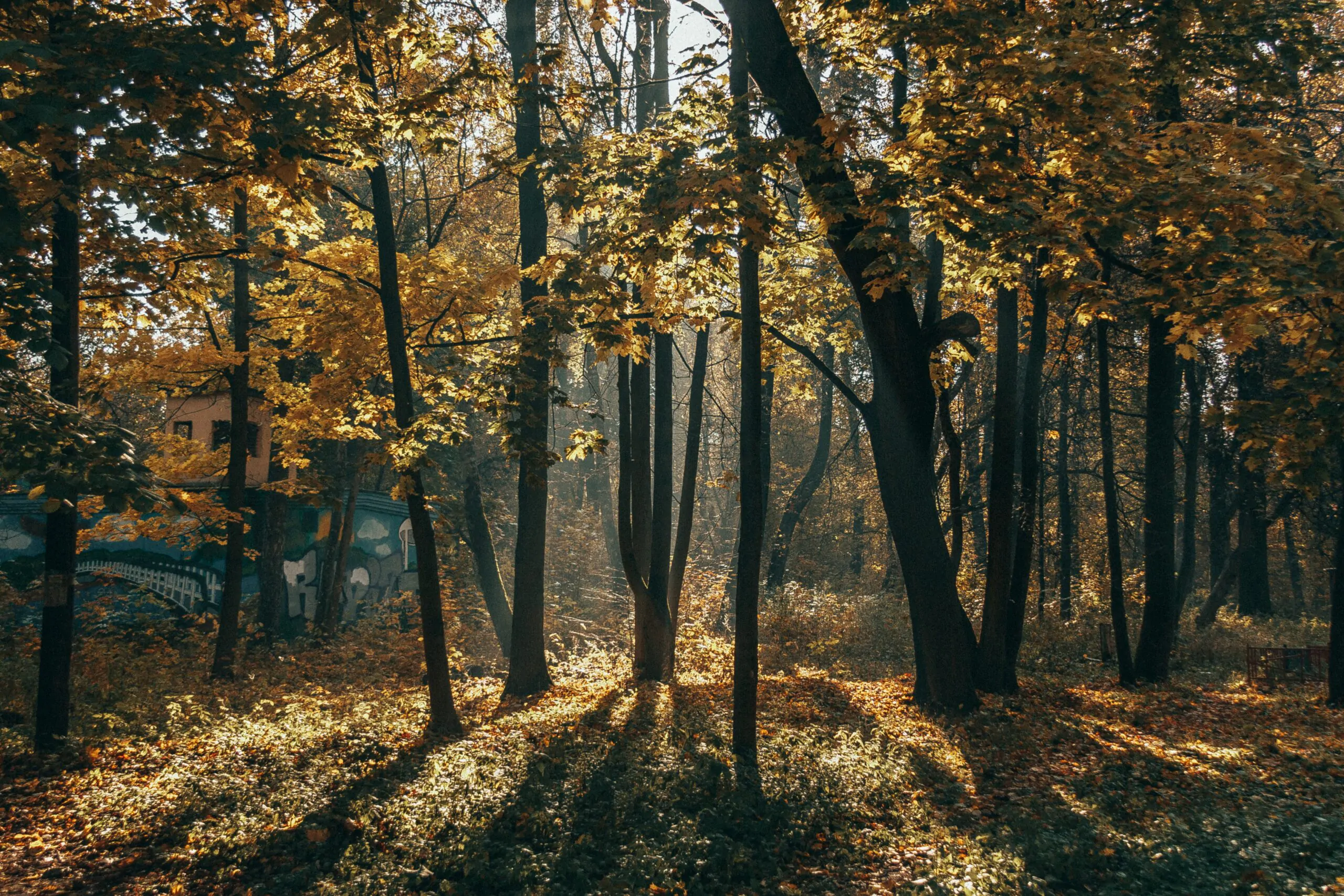 Запреты и ограничения на посещение лесов введены во всех районах Беларуси