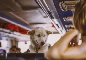 В «Минсктранс» рассказали о правилах перевозки домашних животных в общественном транспорте