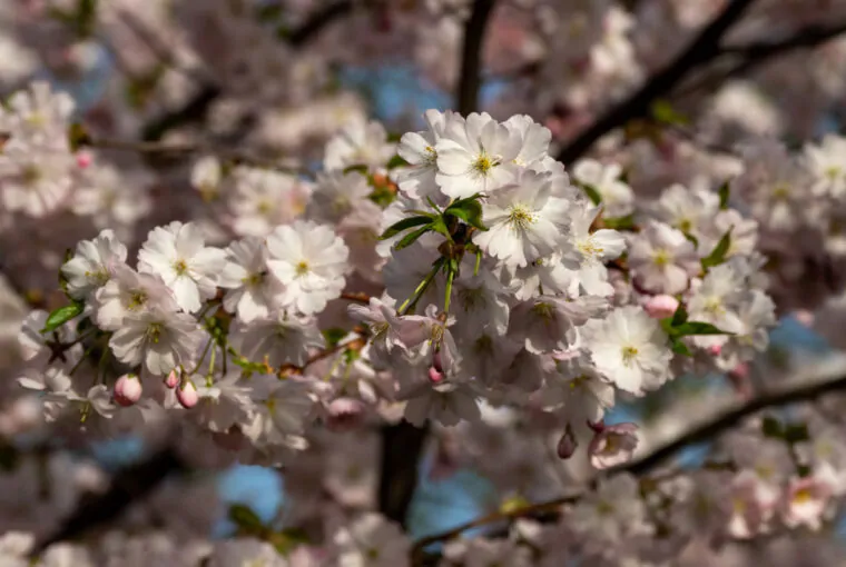 В Минске зацвела сакура: три места, где полюбоваться цветением вишни и сделать весенние фото