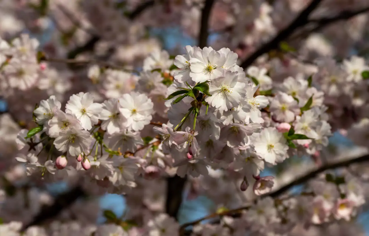 В Минске зацвела сакура: три места, где полюбоваться цветением вишни и сделать весенние фото