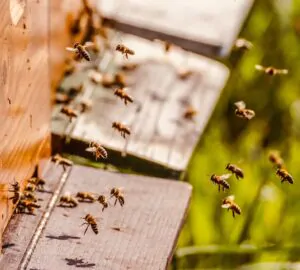 Где отпраздновать Всемирный день пчел и полакомиться мёдом?