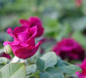 Любители роз, спешите в Ботанический сад за летними фото!
