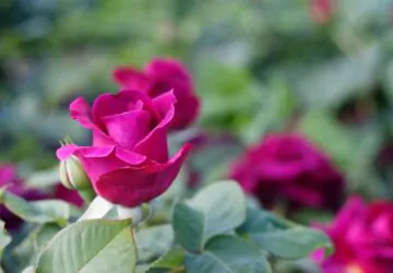 Любители роз, спешите в Ботанический сад за летними фото!